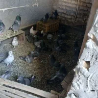 کبوتر پلاکی|پرنده|خرمشهر, |دیوار