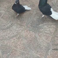 جفت دم سفید|پرنده|تهران, وردآورد|دیوار