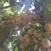 باغ فروشی|فروش خانه و ویلا|مشهد, کارمندان دوم|دیوار