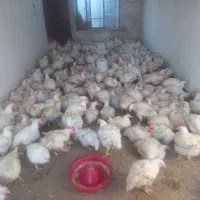 مرغ زنده رضایی