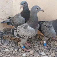 کبوتر|پرنده|آیسک, |دیوار