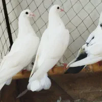 کبوتر کشیده