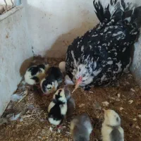 تخم نطفه دار گلین