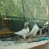 کبوتر گلدن کماندو