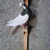 کبوتربهبهانی