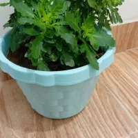 گلهای طبیعی|گل و گیاه طبیعی|ارومیه, |دیوار