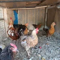 تخم نطفه دار گلین محلی اصیل|حیوانات مزرعه|کرج, شهرک رضوانیه|دیوار