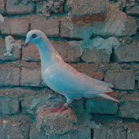 تعدادی کبوتر|پرنده|سمنان, |دیوار