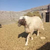 قوچ تخم|حیوانات مزرعه|جلگه ماژان, |دیوار