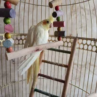 عروس هلندی نر|پرنده|مشهد, امیرآباد|دیوار