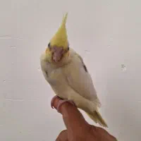 جوجه عروس هلندی|پرنده|چمران, |دیوار