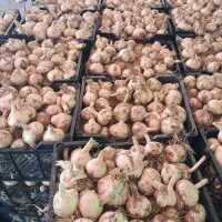 فروش موسیر کوهی  کاشتنی بذری خوش