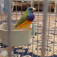 فنچ گلدین