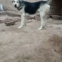 سگ عراقی