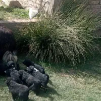 سگ  زیبا قدر جونی نژاد خالص