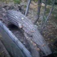 تنه درخت گردو‌و‌چوب گردو|عمده‌فروشی|دماوند, دماوند|دیوار