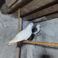 کبوتر طوقی و پرشی|پرنده|آمل, |دیوار