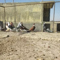 دسته ماده|پرنده|شیراز, ارم|دیوار
