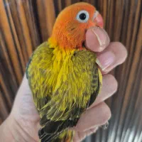 جوجه سرلاکی نژاد یووینگ طوطی کوتوله برزیلی