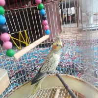عروس هلندی نر و ماده|پرنده|رشت, آزادگان|دیوار
