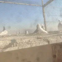 فروش کفتر|پرنده|شیراز, شهرک ترکان|دیوار