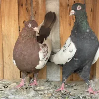 سینه ای|پرنده|قم, انسجام|دیوار
