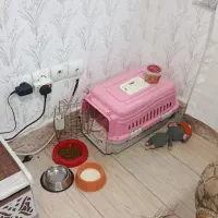 گربه ماده|گربه|تبریز, |دیوار