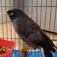 مرغ مینا|پرنده|یزد, |دیوار