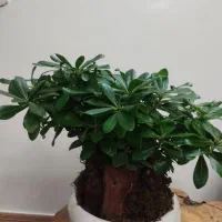 بونسای ژاپنی طبیعی|گل و گیاه طبیعی|فلاورجان, |دیوار