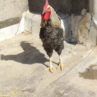 خروس جوان|حیوانات مزرعه|قم, نیروگاه|دیوار