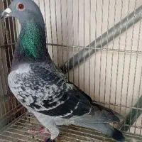 کبوتر پلاکی لطفا اگهی رو کامل بخونید