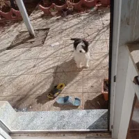 واگذاری پاکوتاه شیتزو|سگ|خلخال, |دیوار