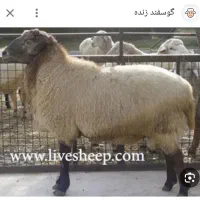 قصاب حرفه ای در نسیم شهر|خدمات پیشه و مهارت|نسیم‌شهر, |دیوار