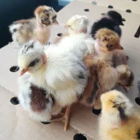 جوجه دوروزه گردن لخت وساده|حیوانات مزرعه|دهدشت, |دیوار