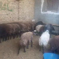 قربانی فروشی|حیوانات مزرعه|تهران, امین حضور|دیوار