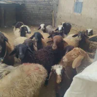 فروش بره سبک