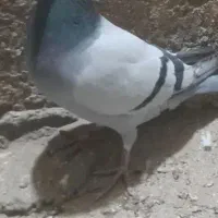 کبوتر سبز نر