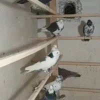 کبوتر|پرنده|کوهدشت, |دیوار