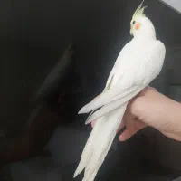 عروس هلندی|پرنده|شیراز, شریف‌آباد|دیوار