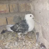 کبوتر بلژیکی نر