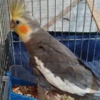 عروس هلندی نر