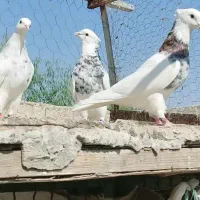 کبوتر طوقی  دهلران|پرنده|ایلام, |دیوار