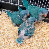 تعدادی جوجه راهب آبی