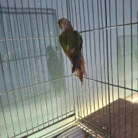 گرینچیک پاین اپل ماده