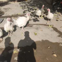 بوقلمون|حیوانات مزرعه|بیستون, |دیوار