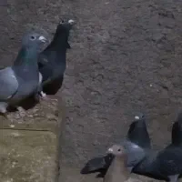 پلاکی دس اولی|پرنده|شیراز, گویم|دیوار