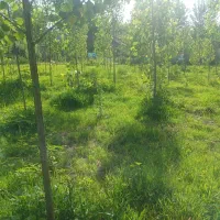 زمین-باغی-زراعی