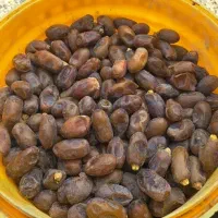 خرمای سعمران درجه یک در کرخه سده شاوور