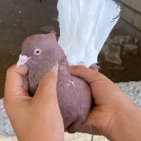 کبوتر جفت اشعل زرد سرخ