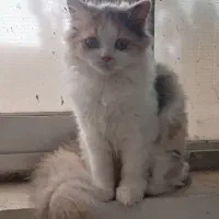 پرشین کت کلاسیک